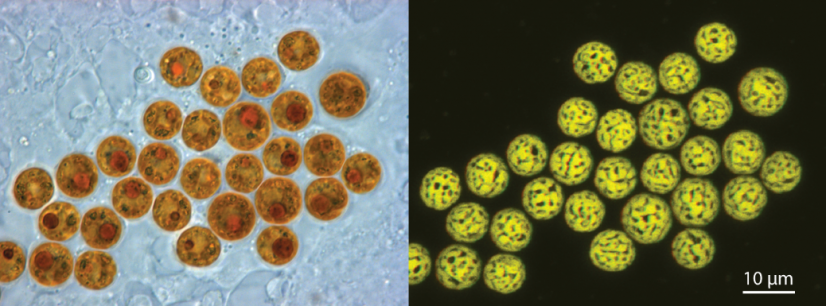 生活在宿主細胞中的共生素細胞的共軛焦點影像。（相片提供: Allisonmlewis / CC BY-SA）